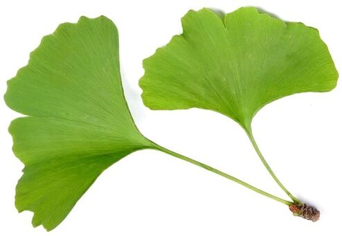 Insunol ginkgo biloba içerir